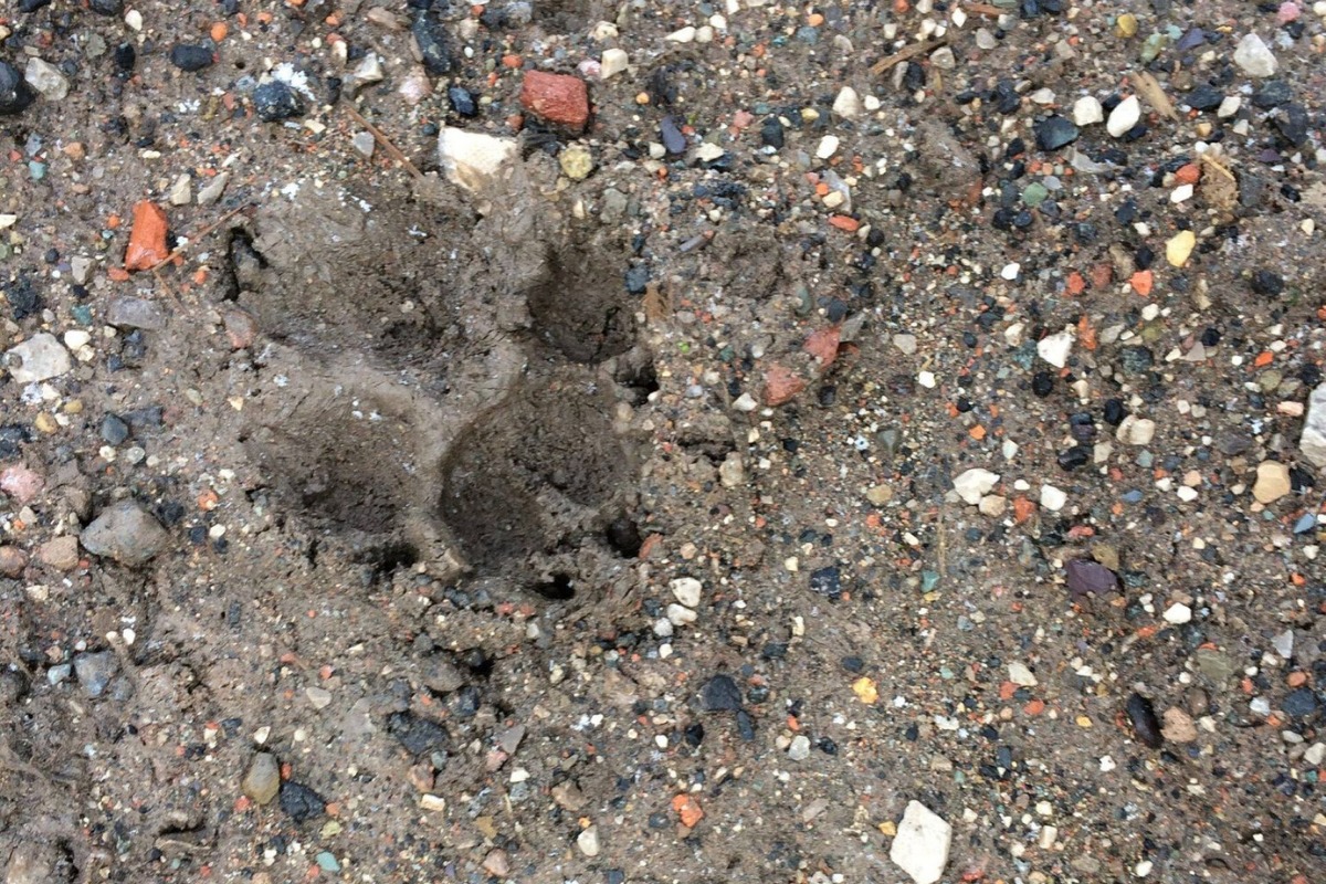 Paw print found at Ince Marshes near Ellesmere Port