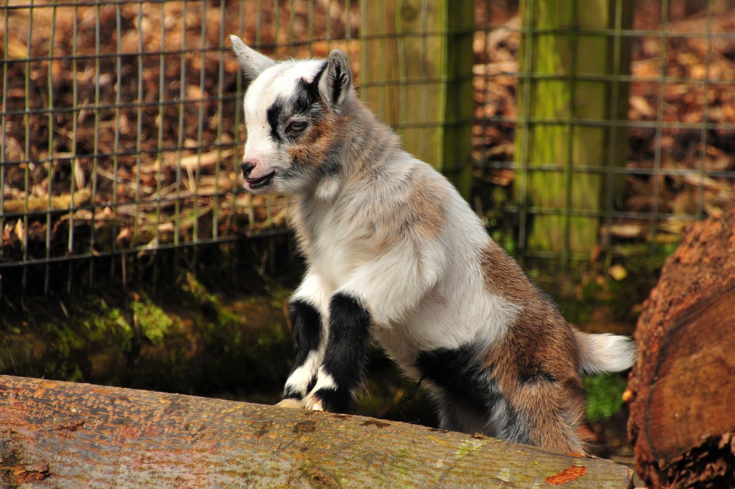 The African pygmy goats have welcomed new arrivals