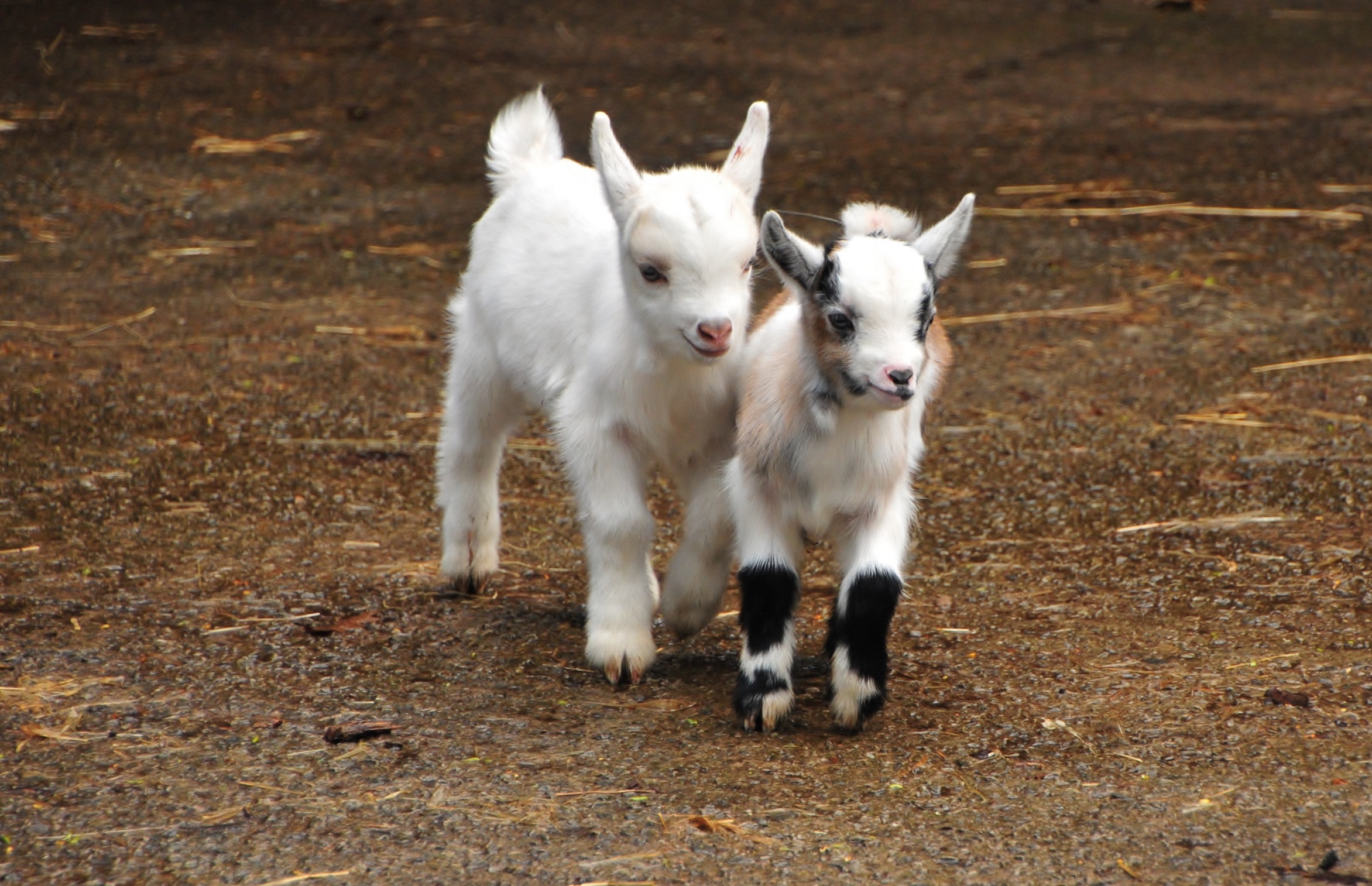 The African pygmy goats have welcomed new arrivals