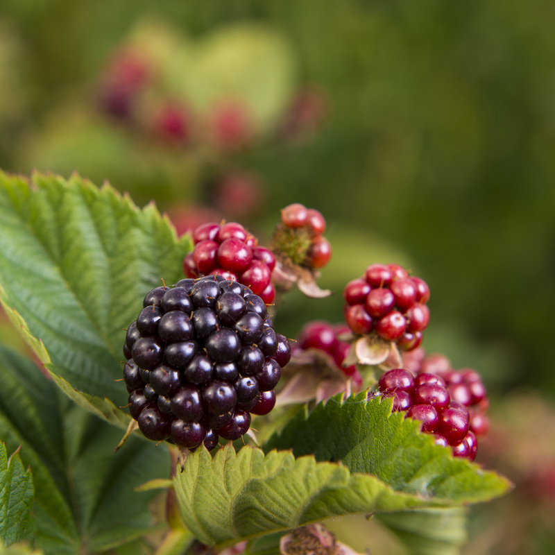 A range of berries can be picked at Kenyon Hall Farm when they are in season