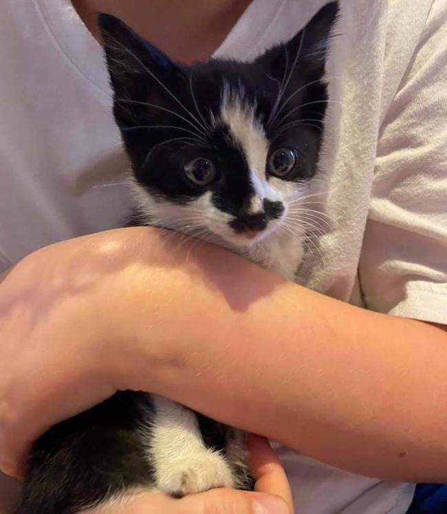 The kitten was rescued from a carwash on Knutsford Road