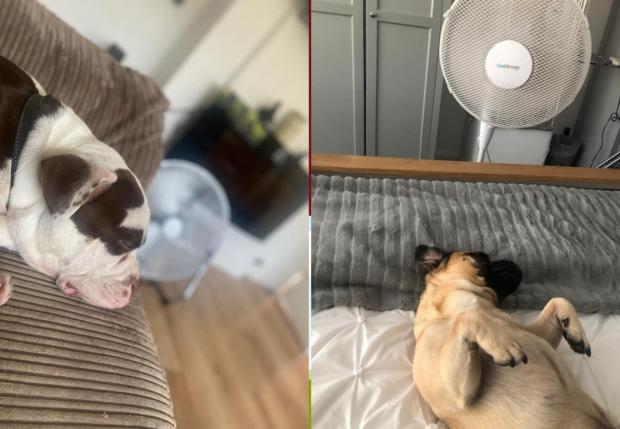 Warrington Guardian: Two of the dogs sent in that were cooling down with fans