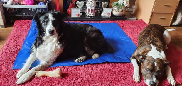 Warrington Guardian: Lisa's dogs enjoying staying inside and cool