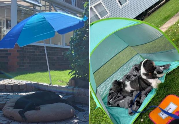Warrington Guardian: Jenny and Clare's dogs love relaxing in the shade