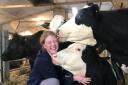 Tiff Lavin milking some Pro Cross cows at GreenOaks Farm in Mobberley