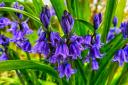 Bluebells in Orford Park by Tony Crawford