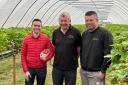 BBC Breakfast took an in-depth look at strawberry season at Kenyon Hall Farm, in Croft