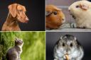 Who will make our Best for Pets shortlist?