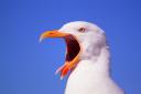 Residents in Woolston are being plagued once more by raucous flocks of seagulls