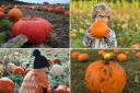 Perfect places to pick up a pumpkin this October