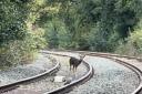 Deer spotted in Sankey Bridges yesterday