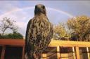 A woolston resident is trying to locate her pet falcon Autumn
