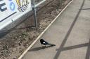A 'killer' magpie has been tormenting residents in Sankey