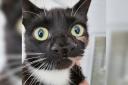 A two-nosed cat in Warrington is available for adoption from Cats Protection