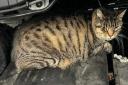 A driver is appealing to find the owner of a cat found under the bonnet of her car