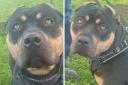 Nina, an 18-month-old rottweiler-cross, is being cared for by staff at Warrington Animal Welfare