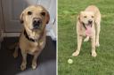 Buzz the labrador is looking for a new home in time for Christmas