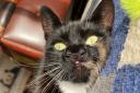 A two-nosed cat has finally been rehomed, and is now the centre of attention
