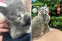 Pigeon the kitten is now ready to be rehomed