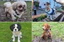 Photos of your four-legged friends enjoying a Warrington dog walk