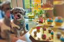 Bents Garden and Home is running an afternoon tea for dogs this weekend