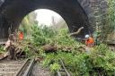 A fallen tree has caused disruption on lines to and from Liverpool