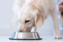 Improper storage of dog food can lead to mould, bacteria and mites infiltrating your pets food, which can lead to vomiting and illness in dogs. 