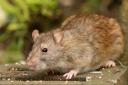 Rats will be attracted to bird food and any other food crumbs left around your house or garden so it's important to tidy up