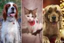 Your favourite photos on National Love Your Pet Day