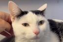 Patch the cat is looking for his forever home