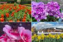 17 picture perfect Warrington gardens in full bloom this spring