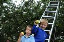 from top Matthew Hill, Samuel Grey, Olivia James, William Girdharry and Isobelle Wilson picking apples mbaa031014