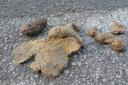 Letter: Warrington's streets are paved with dog dirt