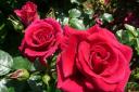 Love Struck rose