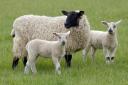 Baby lambs have been killed by dogs in the latest savage attack on livestock in Cheshire