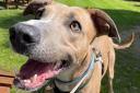 Alvin the Lurcher is looking for a new home