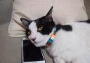 A Paws to Listen helpline has been set up by Cats Protection