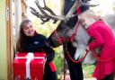 Win the chance for a real reindeer to deliver Frozen II goodies