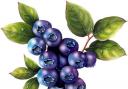 Superfood: blueberries