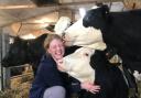 Tiff Lavin milking some Pro Cross cows at GreenOaks Farm in Mobberley