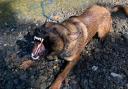 Police dog Arlo catches burglar in the bathroom of a house Picture: Cheshire Police
