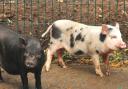 Walton Hall and Gardens have launched a competition to name their two new piglets (Credit: Darren Moston)