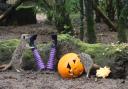 Knowsley Safari Park has announced its half-term Halloween event