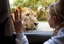 Knowsley Safari Park has announced a selection of 'last minute' gifts, perfect for Christmastime
