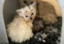 A total of 21 cats and kittens have been removed from a breeder in Warrington in just six months