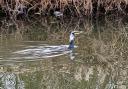 A rare bird has been sighted frolicking in Sankey Canal