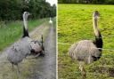 Two 6ft 'ostrich-type' birds attacked a cyclist as he travelled through Thelwall