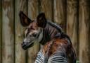 A rare okapi calf has taken its first steps at Chester Zoo.