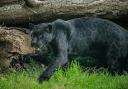 Rare female black jaguar Inka has arrived at Chester Zoo.