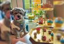 Bents Garden and Home is running an afternoon tea for dogs this weekend